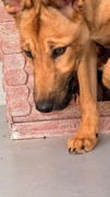 SAVANA Imagen 2